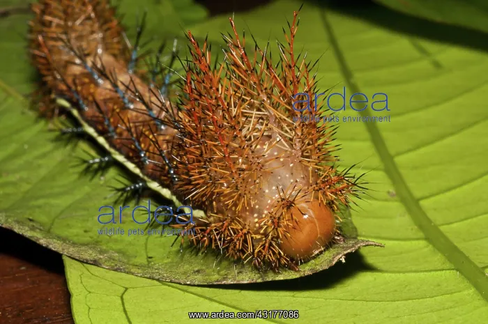 : Punk caterpillar : Punk caterpillar