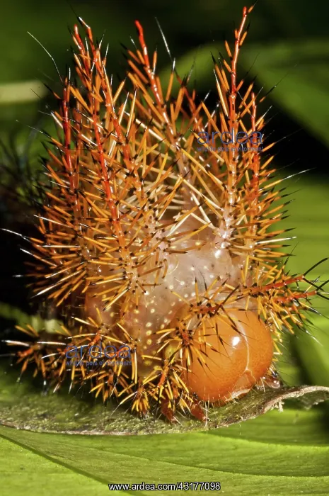 : Punk caterpillar : Punk caterpillar