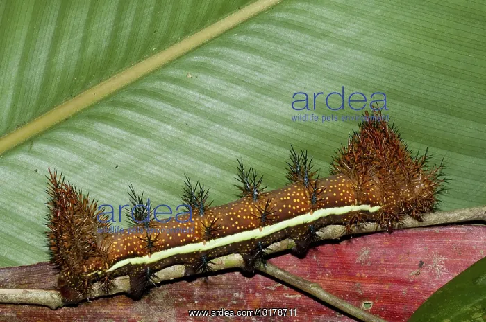 : Punk caterpillar : Punk caterpillar