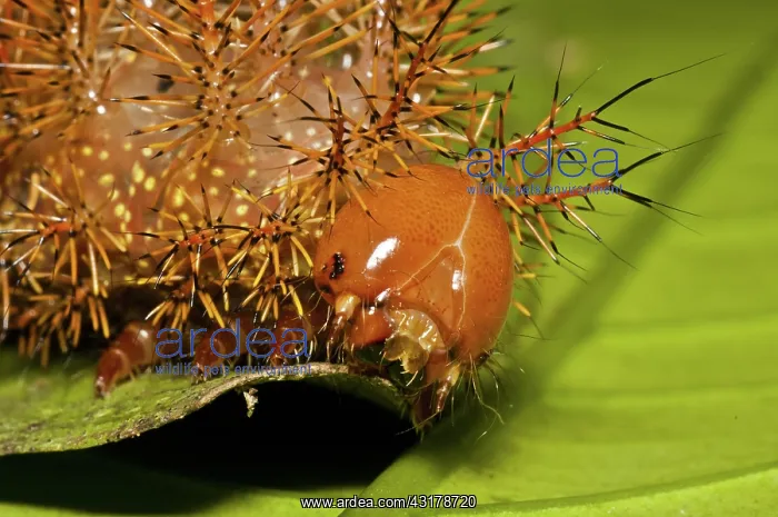 : Punk caterpillar : Punk caterpillar
