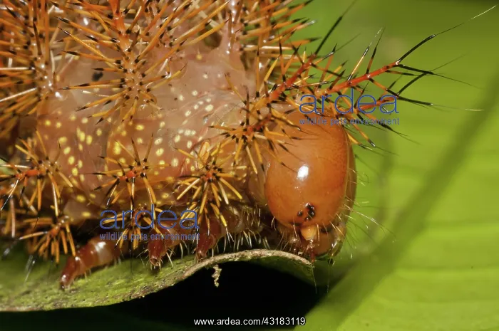 : Punk caterpillar : Punk caterpillar