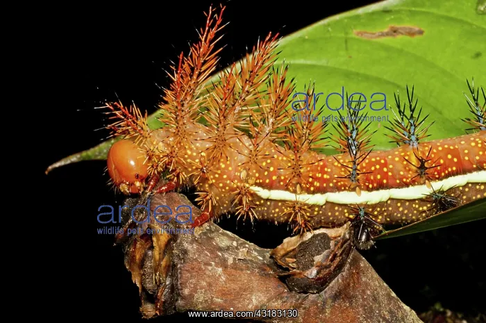 : Punk caterpillar : Punk caterpillar