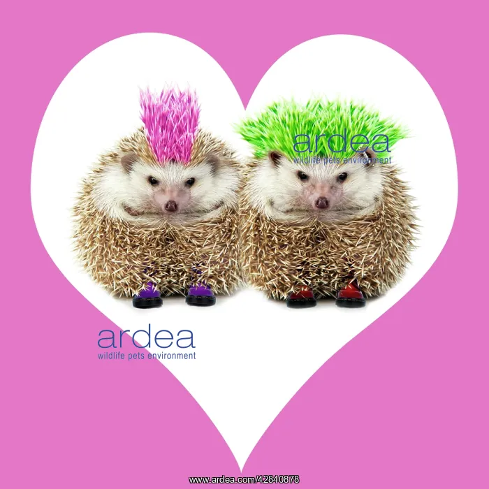 : Punk girl and boy Hedgehog - in pink heart shaped frame : Punk girl and boy Hedgehog - in pink heart shaped frame