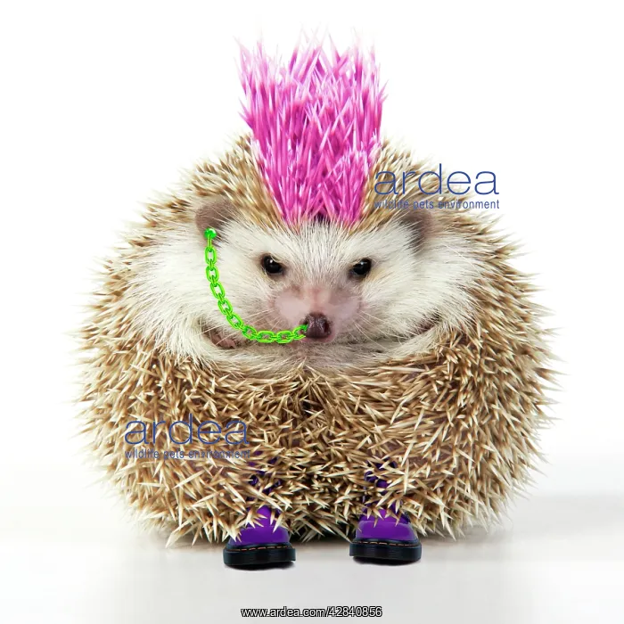 : Punk girl Hedgehog : Punk girl Hedgehog