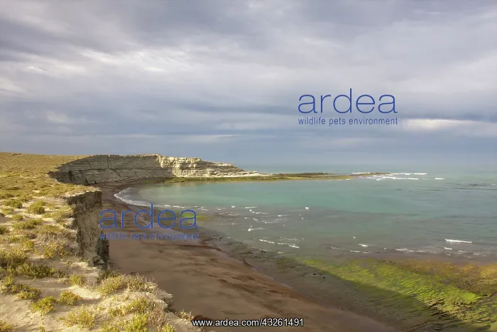 : Punta Delgada, Valdes Peninsula, Chubut : Punta Delgada, Valdes Peninsula, Chubut