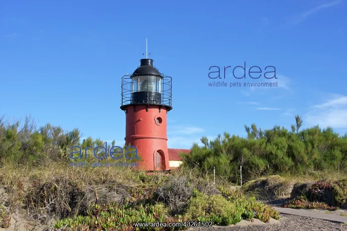 : Punta Delgada, Valdes Peninsula, Chubut : Punta Delgada, Valdes Peninsula, Chubut