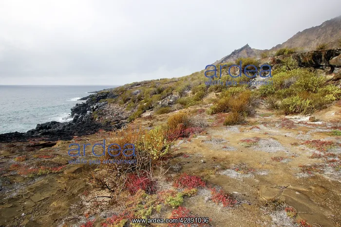 : Punta Pitt - Isla San Cristobal : Punta Pitt - Isla San Cristobal