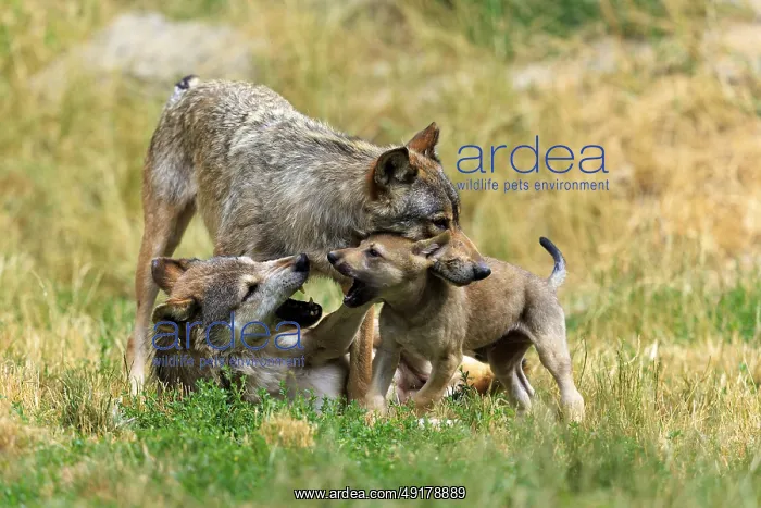 : Pup and two adult wolves in playful interaction in a meadow : Pup and two adult wolves in playful interaction in a meadow