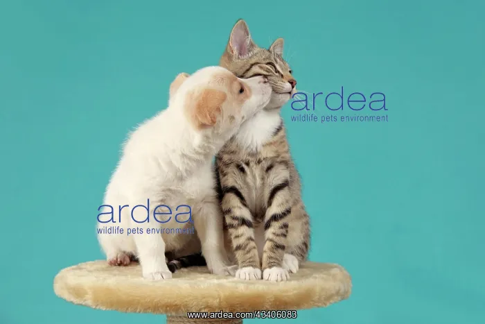 : A pup kissing a kitten : A pup kissing a kitten