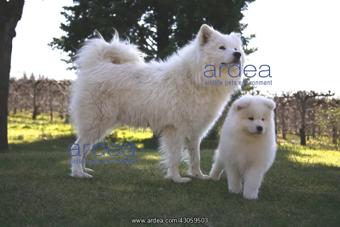 : Pup Samoyede with his mother : Pup Samoyede with his mother