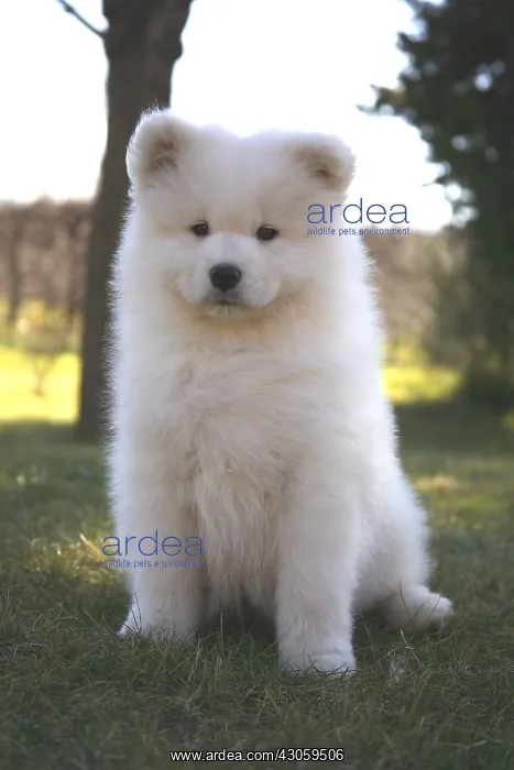 : Pup Samoyede sat in a garden : Pup Samoyede sat in a garden
