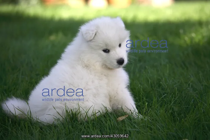 : Pup Samoyede sitting in a garden : Pup Samoyede sitting in a garden