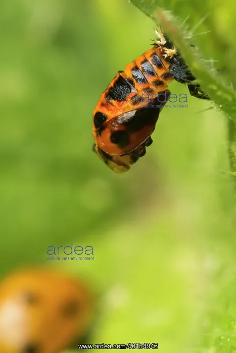 : pupa and adult of Seven-spot Ladybird (Coccinella septempunc : pupa and adult of Seven-spot Ladybird (Coccinella septempunc