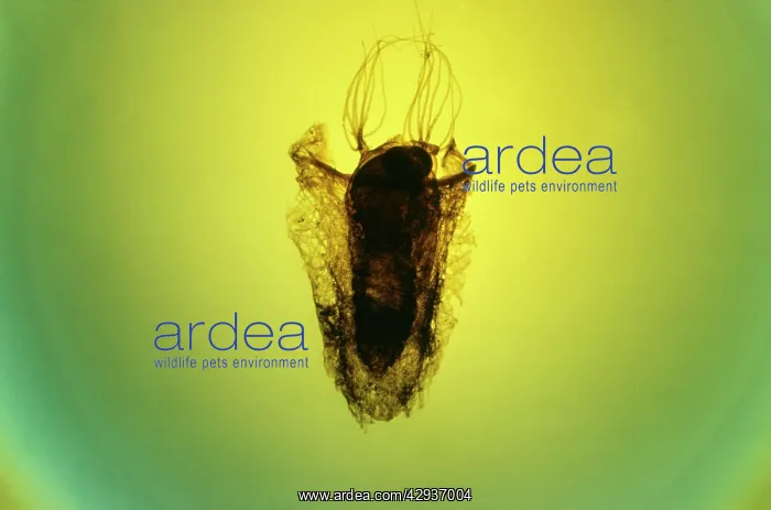 : Pupa of Black Fly : Pupa of Black Fly