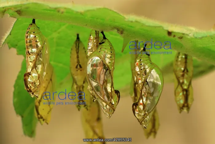 : Pupa of Orange-spotted Tiger Clearwing - under leaf : Pupa of Orange-spotted Tiger Clearwing - under leaf