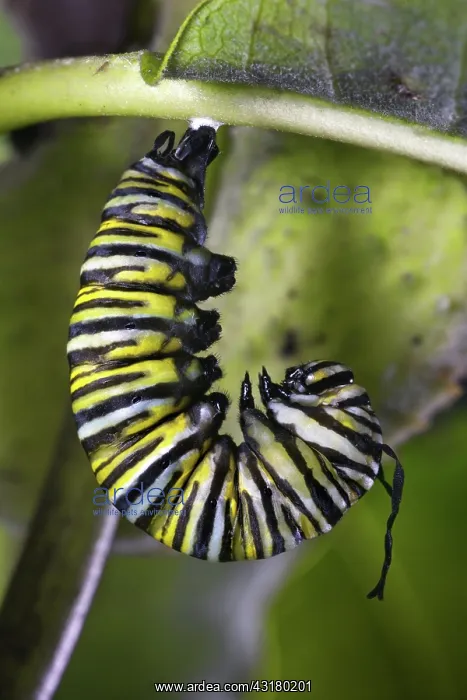 : Pupating Monarch Caterpillar : Pupating Monarch Caterpillar