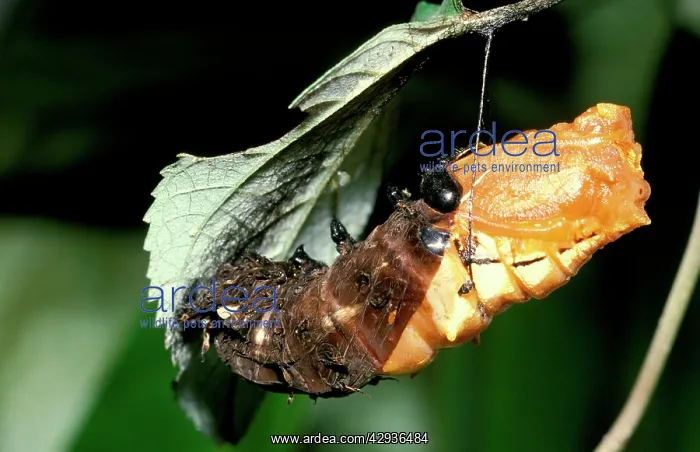 : Pupating stage of Cairns birdwing butterfly : Pupating stage of Cairns birdwing butterfly