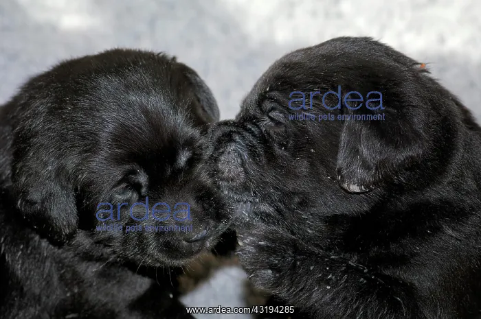 : Puppies, black Labrador Retriever : Puppies, black Labrador Retriever
