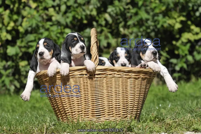 : Puppies dogs Ariegeois in basket in meadow : Puppies dogs Ariegeois in basket in meadow