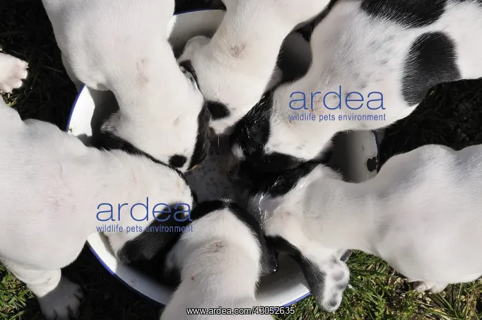 : Puppies dogs Ariegeois eating : Puppies dogs Ariegeois eating