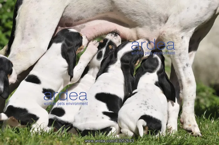 : Puppies dogs Ariegeois sucking mother : Puppies dogs Ariegeois sucking mother