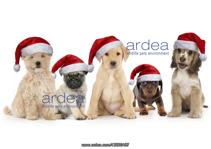 : Puppies in a row wearing Christmas hats, Cockapoo : Puppies in a row wearing Christmas hats, Cockapoo