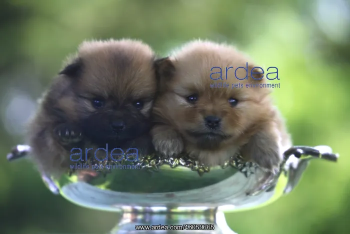 : Puppies Spitz lying in a cup of fruits : Puppies Spitz lying in a cup of fruits