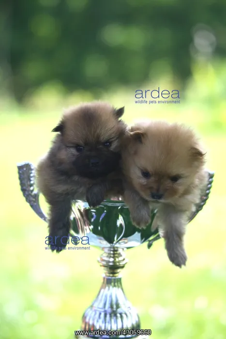 : Puppies Spitz sat in a cup of competition : Puppies Spitz sat in a cup of competition