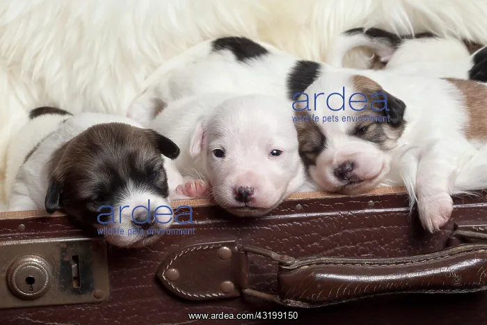 : Puppies in a suitcase : Puppies in a suitcase