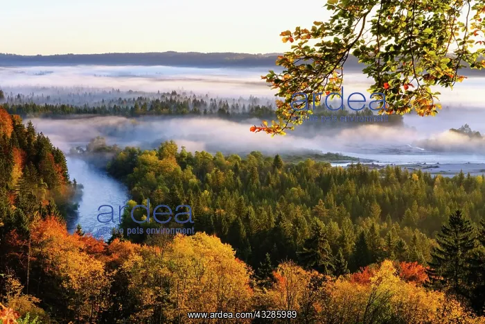 : Pupplinger Au at sunrise, estuary of the Loisach : Pupplinger Au at sunrise, estuary of the Loisach
