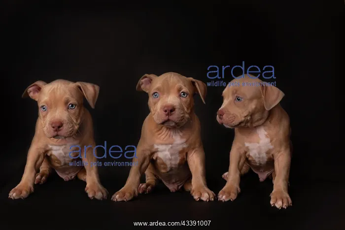 : Puppy American Pit Bull Terrier sit on black background : Puppy American Pit Bull Terrier sit on black background