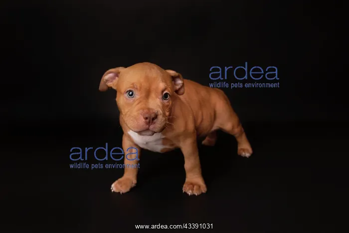 : Puppy American Pit Bull Terrier sit on black background : Puppy American Pit Bull Terrier sit on black background