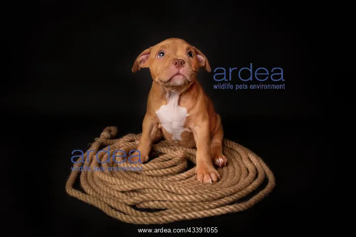 : Puppy American Pit Bull Terrier sitt on a jute cord : Puppy American Pit Bull Terrier sitt on a jute cord