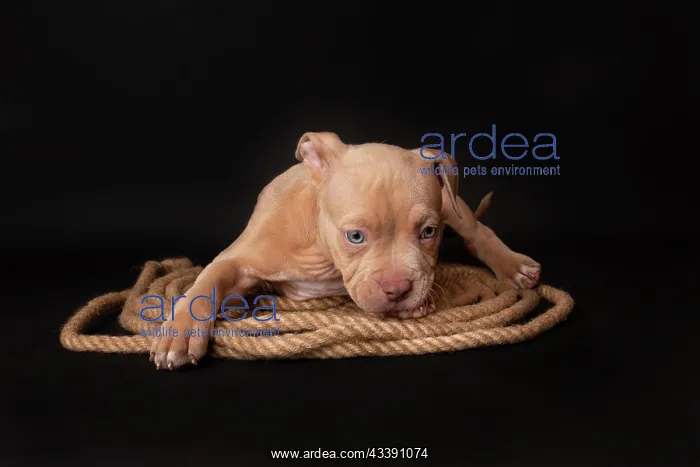 : Puppy American Pit Bull Terrier sitt on a jute cord : Puppy American Pit Bull Terrier sitt on a jute cord