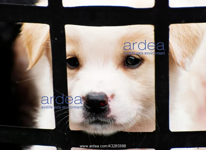 : Puppy behind bars Cute little puppy want to go out : Puppy behind bars Cute little puppy want to go out
