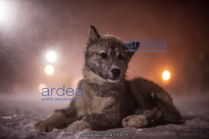 : Puppy Canadian Eskimo Dog waiting in the blizzard : Puppy Canadian Eskimo Dog waiting in the blizzard