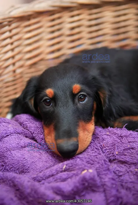 : Puppy Dachshund long-haired black and tan in the trash : Puppy Dachshund long-haired black and tan in the trash