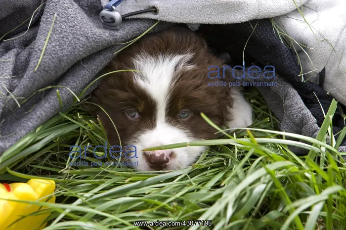 : Puppy Dog race Australian Shepherd hiding to play : Puppy Dog race Australian Shepherd hiding to play