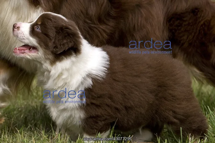 : Puppy Dog race Australian Shepherd beside its mother : Puppy Dog race Australian Shepherd beside its mother