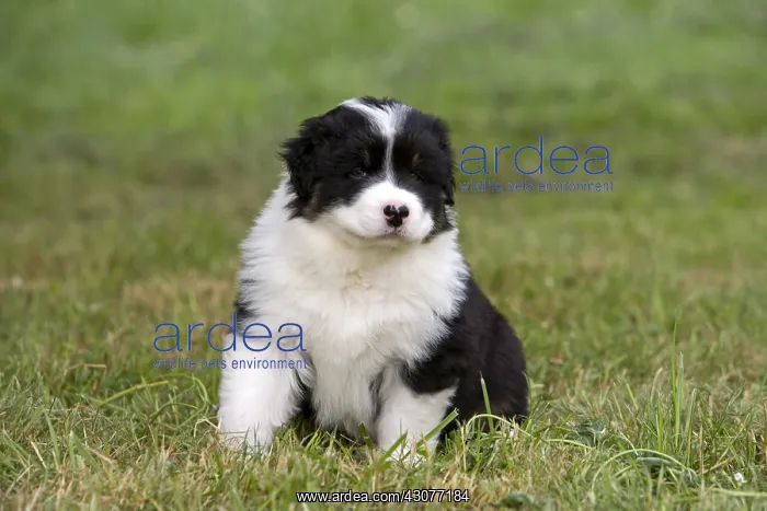 : Puppy Dog race Australian Shepherd sitting in the grass : Puppy Dog race Australian Shepherd sitting in the grass