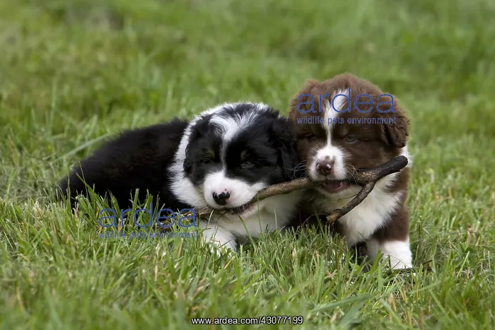 : Two Puppy Dogs race Australian Shepherd playing : Two Puppy Dogs race Australian Shepherd playing