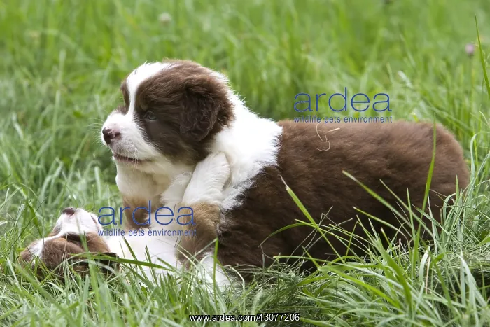 : Puppy Dogs race Australian Shepherd playing : Puppy Dogs race Australian Shepherd playing