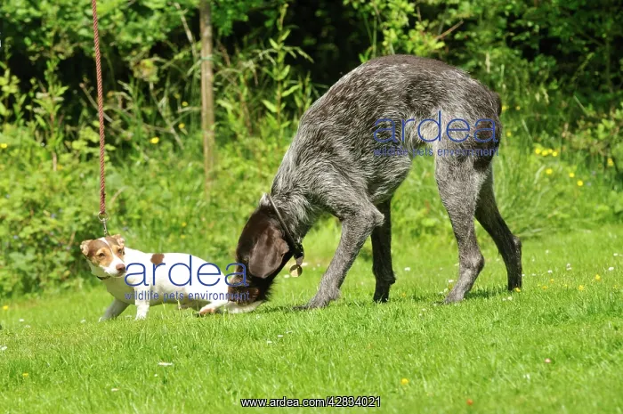  : Puppy meeting older dog in garden