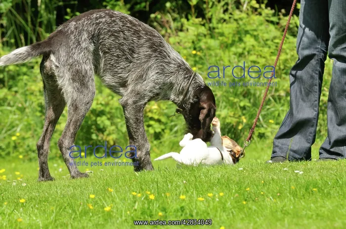  : Puppy meeting older dog in garden