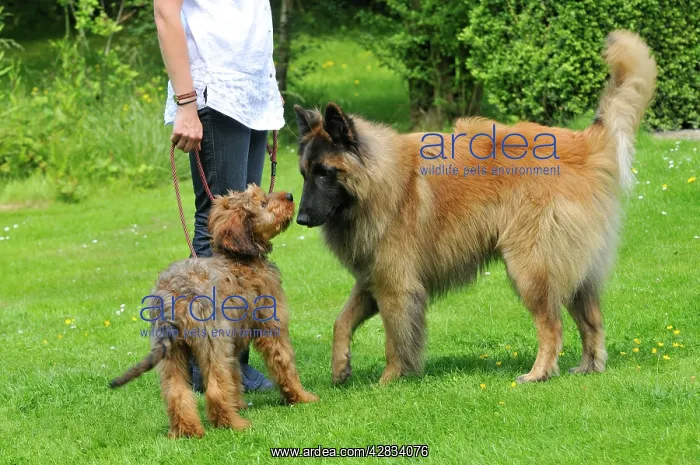  : Puppy meeting older dog in garden