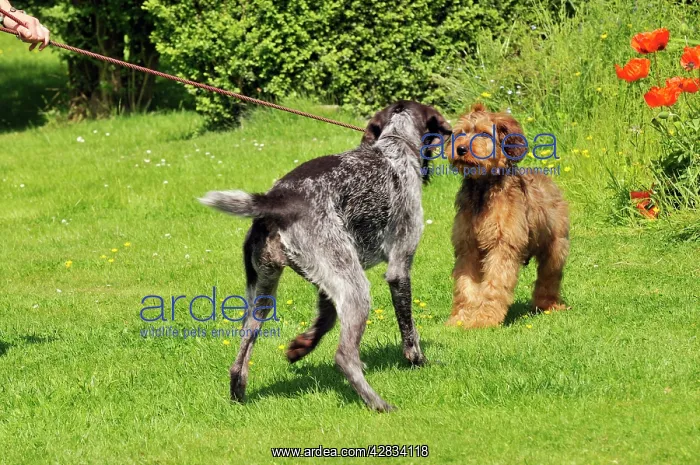  : Puppy meeting older dog in garden