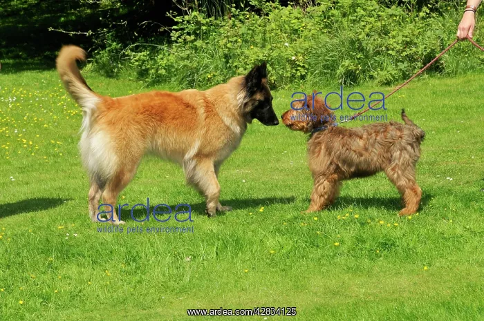  : Puppy meeting older dog in garden