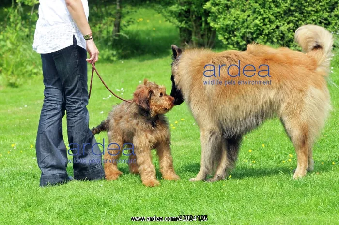 : Puppy meeting older dog in garden