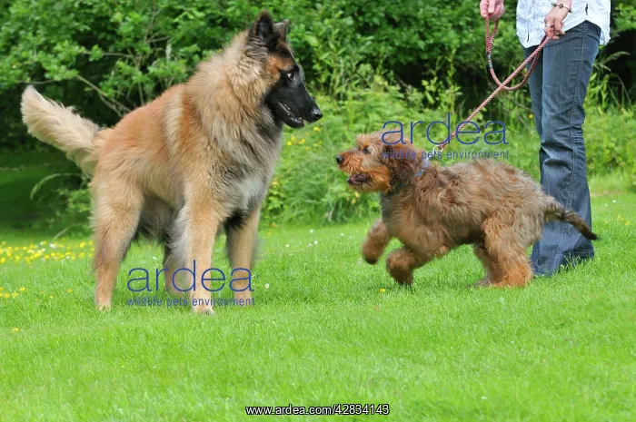  : Puppy meeting older dog in garden