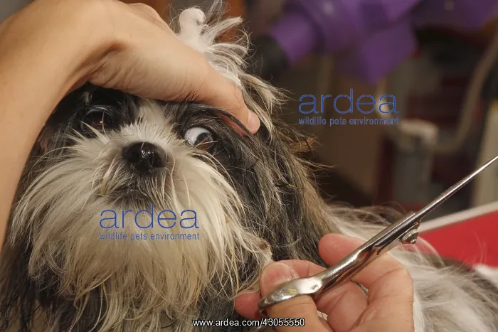 : Puppy Shih Tzu in the toilet worried about scissors : Puppy Shih Tzu in the toilet worried about scissors